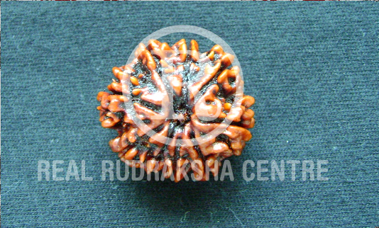 Rudraksha