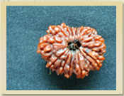 14 Mukhi Rudraksha