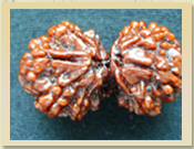 Gauri Shankar Rudraksha