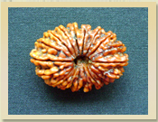 18 Mukhi Rudraksha