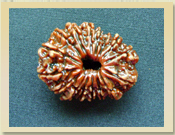 16 Mukhi Rudraksha