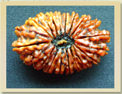 21 mukhi rudraksha