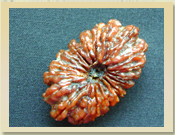 20 Mukhi Rudraksha