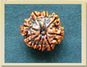 9 Mukhi Rudraksha