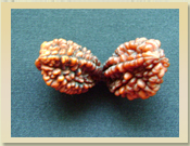 2 Mukhi Rudraksha