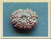 14 Mukhi Rudraksha