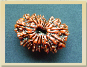 17 Mukhi Rudraksha