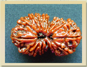 15 Mukhi Rudraksha