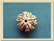 5 Mukhi Rudraksha