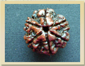 Six Mukhi Rudraksha