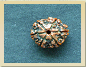 6 Mukhi Rudraksha