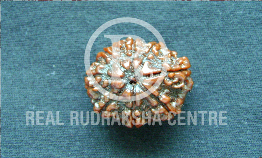 Power of Rudraksha