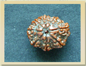 8 Mukhi Rudraksha