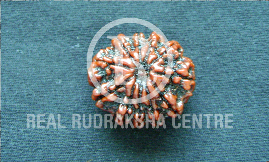 Rudraksha Beads