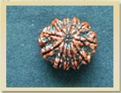 11 Mukhi Rudraksha