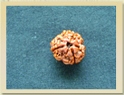 3 Mukhi Rudraksha