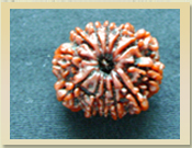 12 mukhi Rudraksha