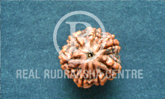 Rudraksha