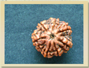 7 Mukhi Rudraksha