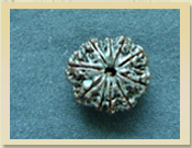 10 Mukhi Rudraksha