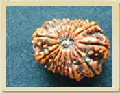 15 Mukhi Rudraksha